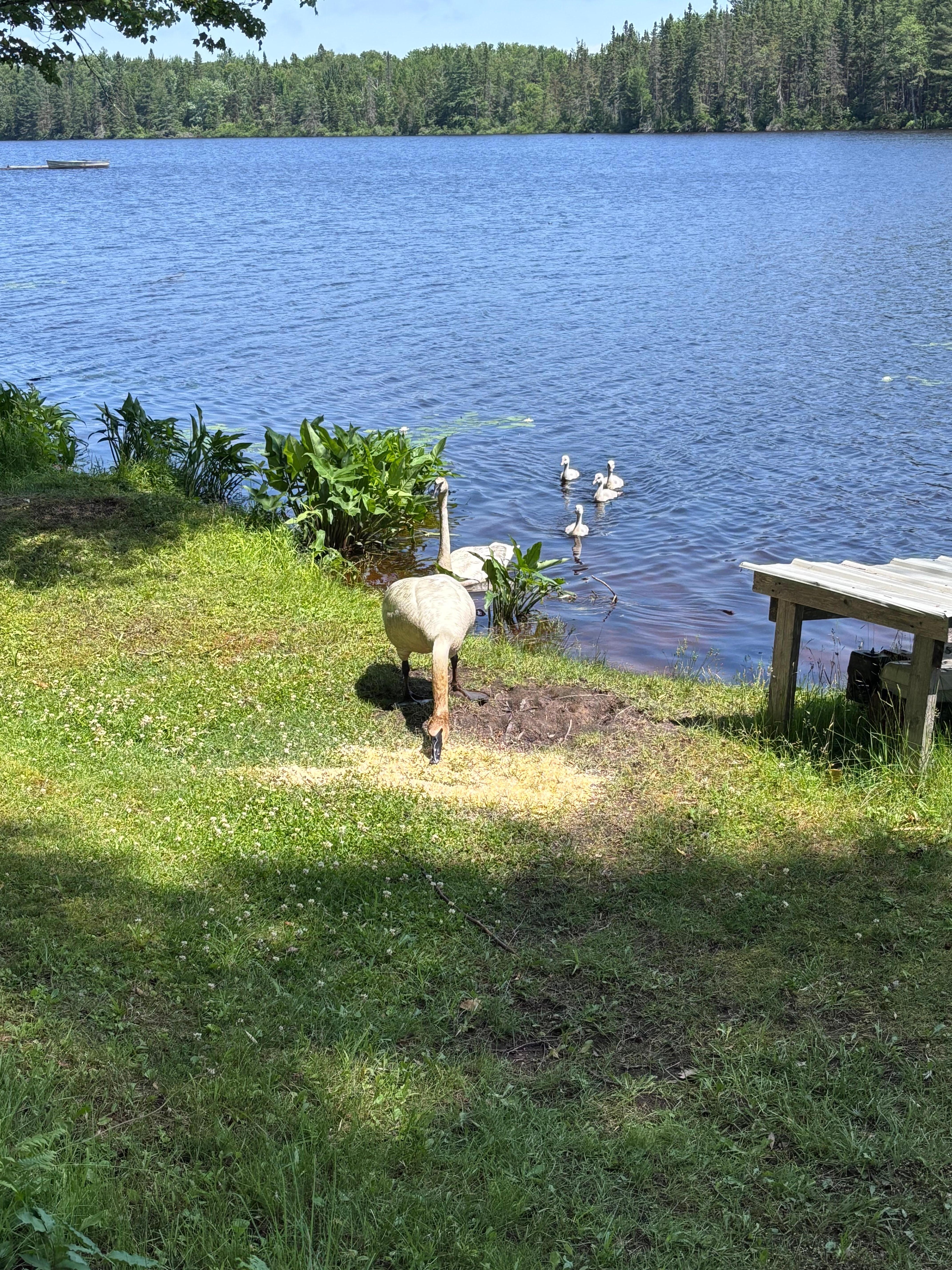 Swan family residents - there is crushed corn to feed them each morning.