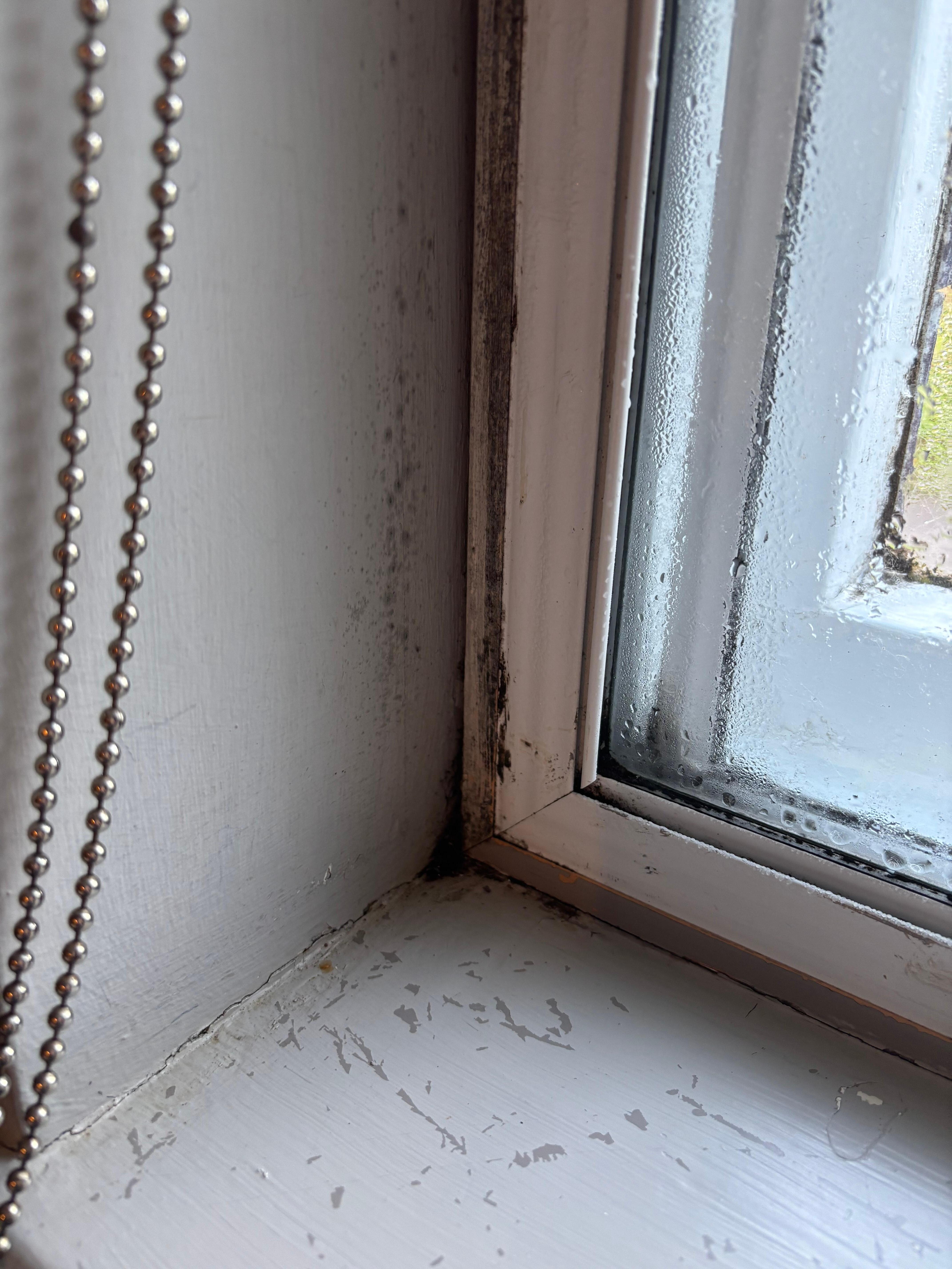 Unhealthy damp and mould