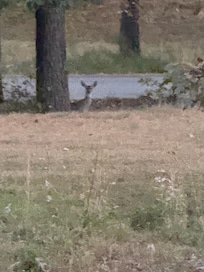 Awesome view of wildlife