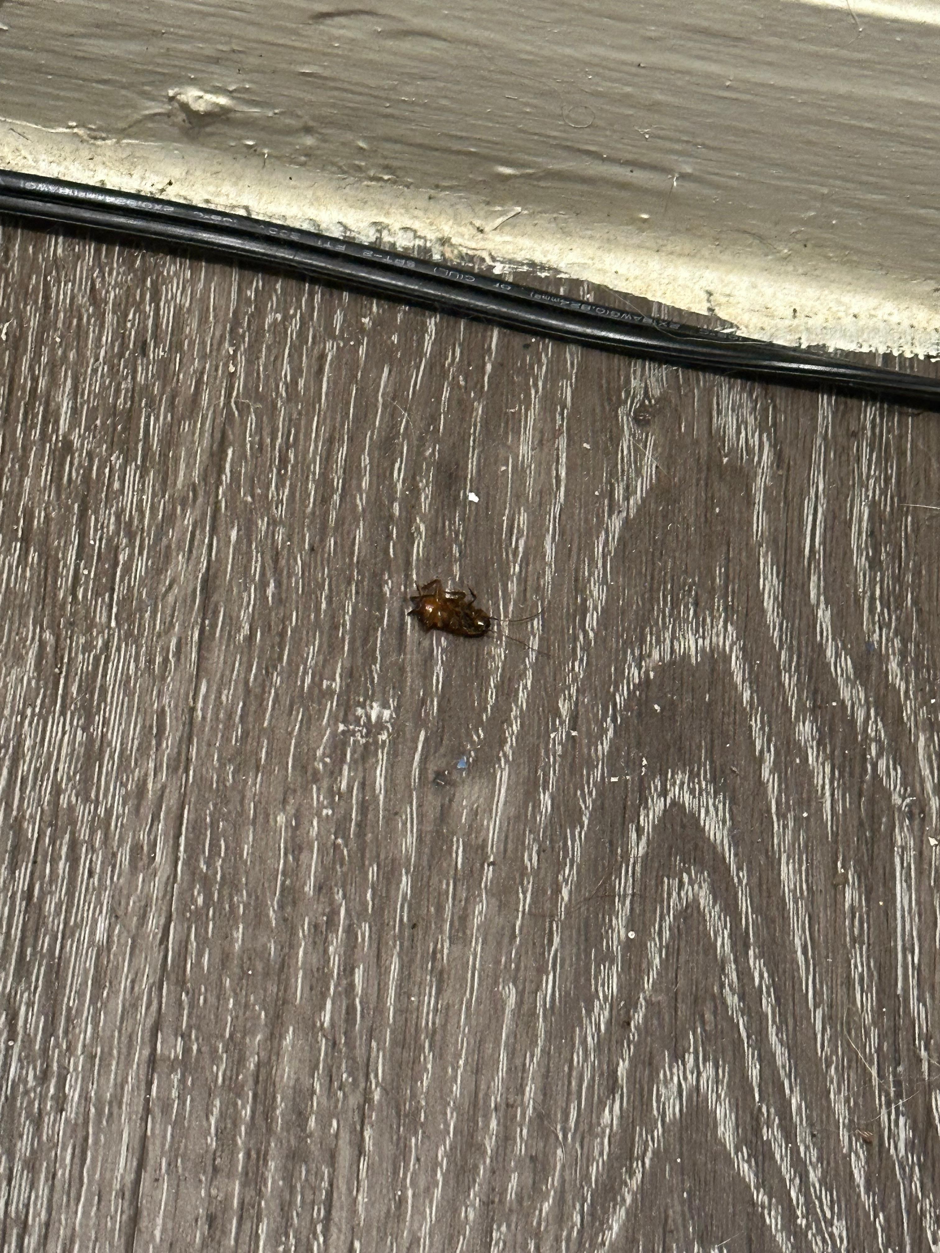 Roach dead on floor