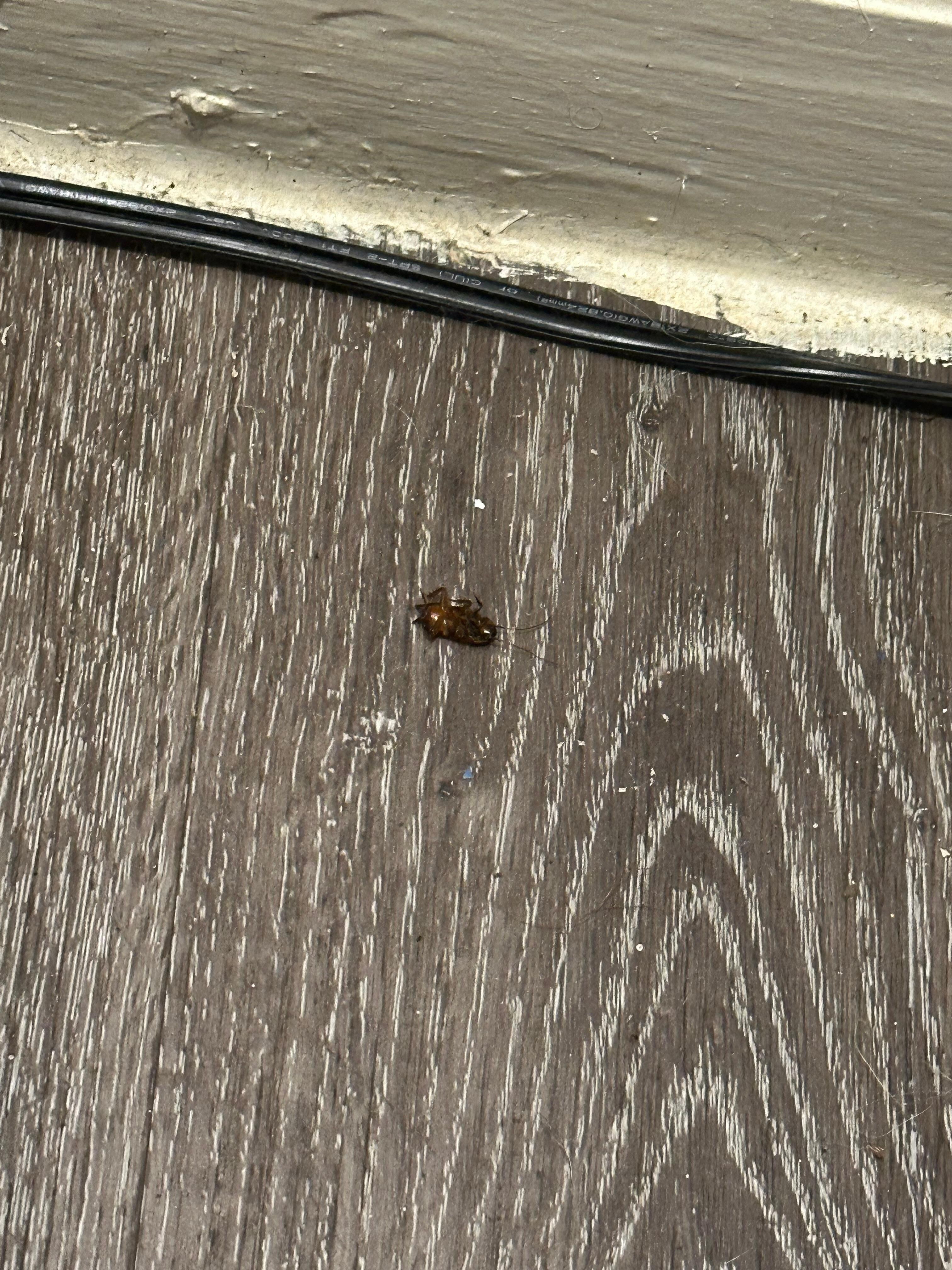 Roach dead on floor