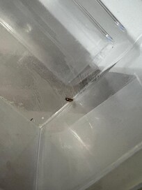Live bug found inside refrigerator