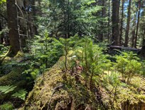 flora on the Anvil -> Aspen trail loop @ Schoodic