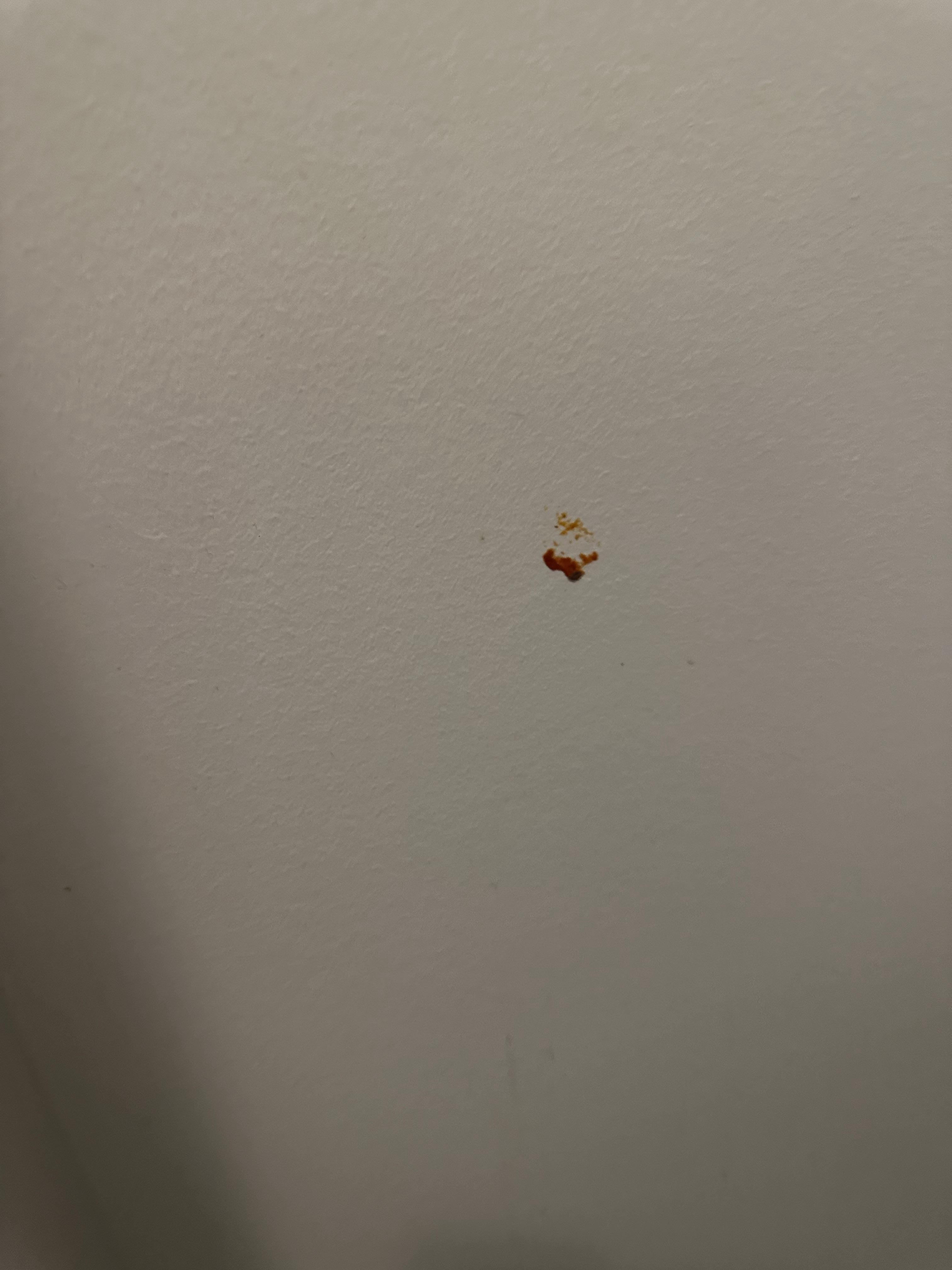 Hopefully pasta sauce on the bathroom wall? 