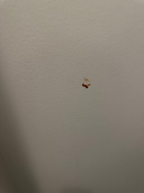 Hopefully pasta sauce on the bathroom wall?