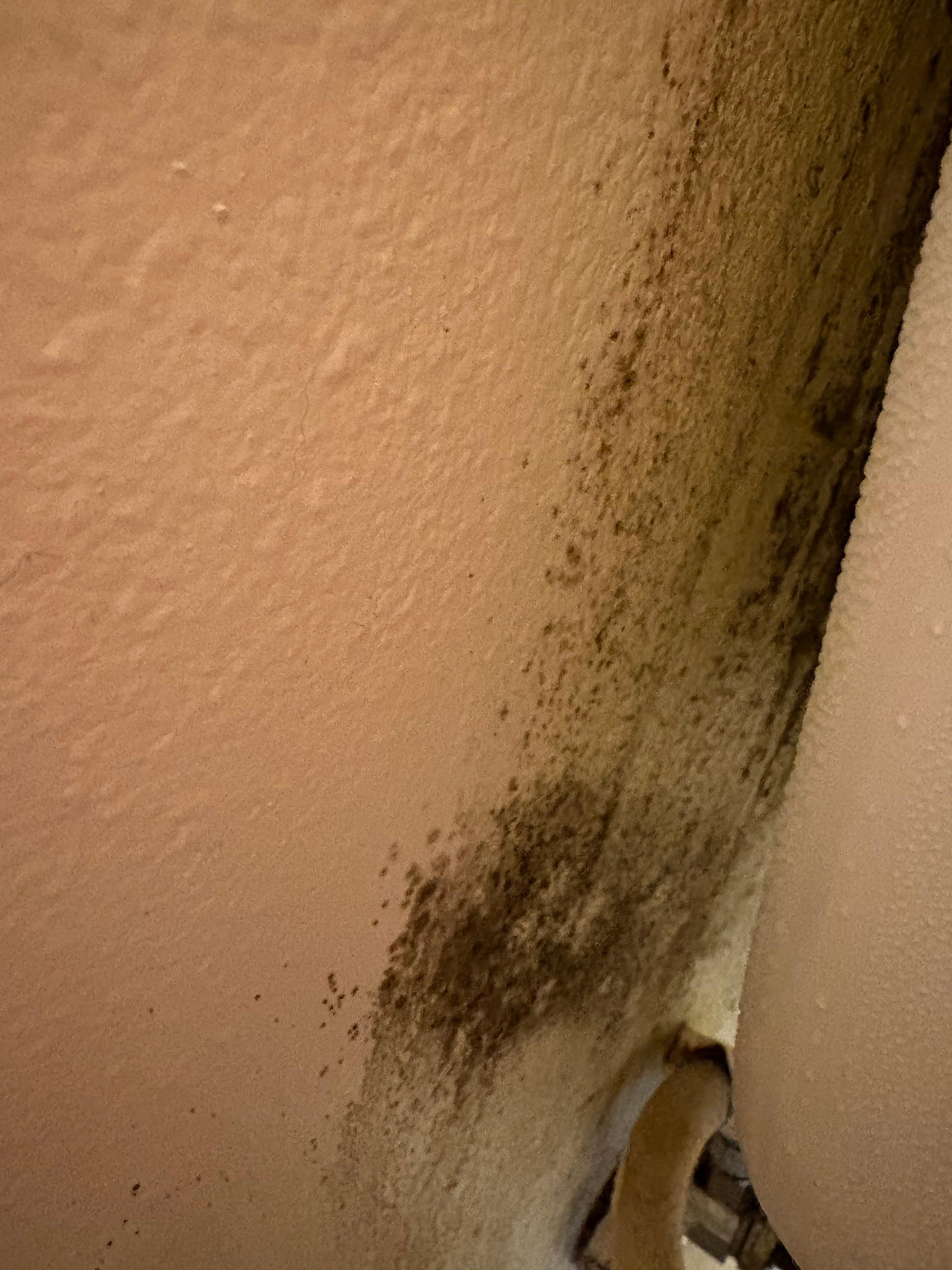 Black Mold behind the main bathroom toilet on the wall 