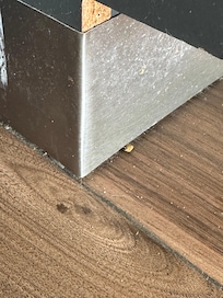 Dead bug in kitchenette