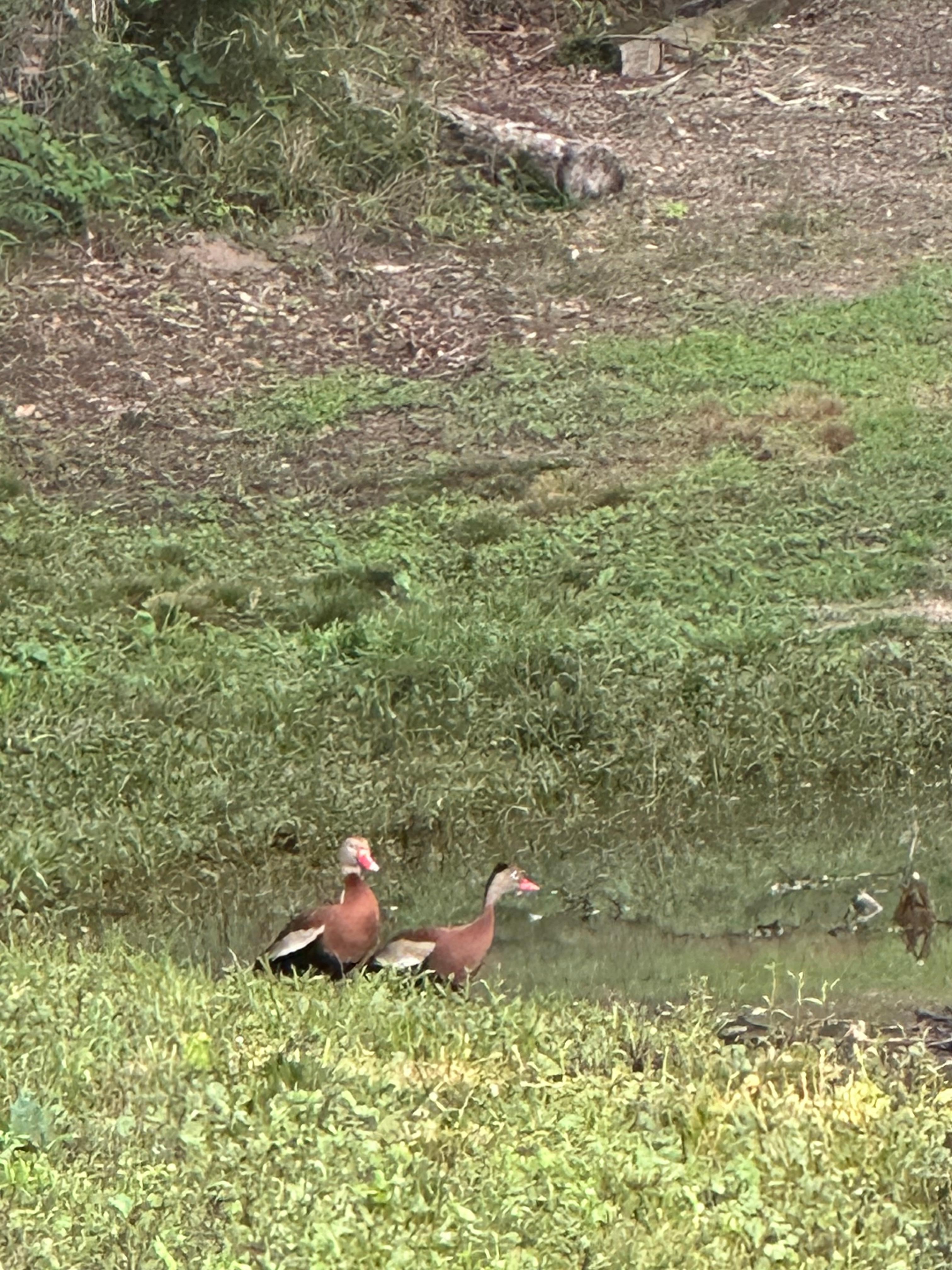 Ducks