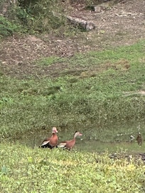 Ducks
