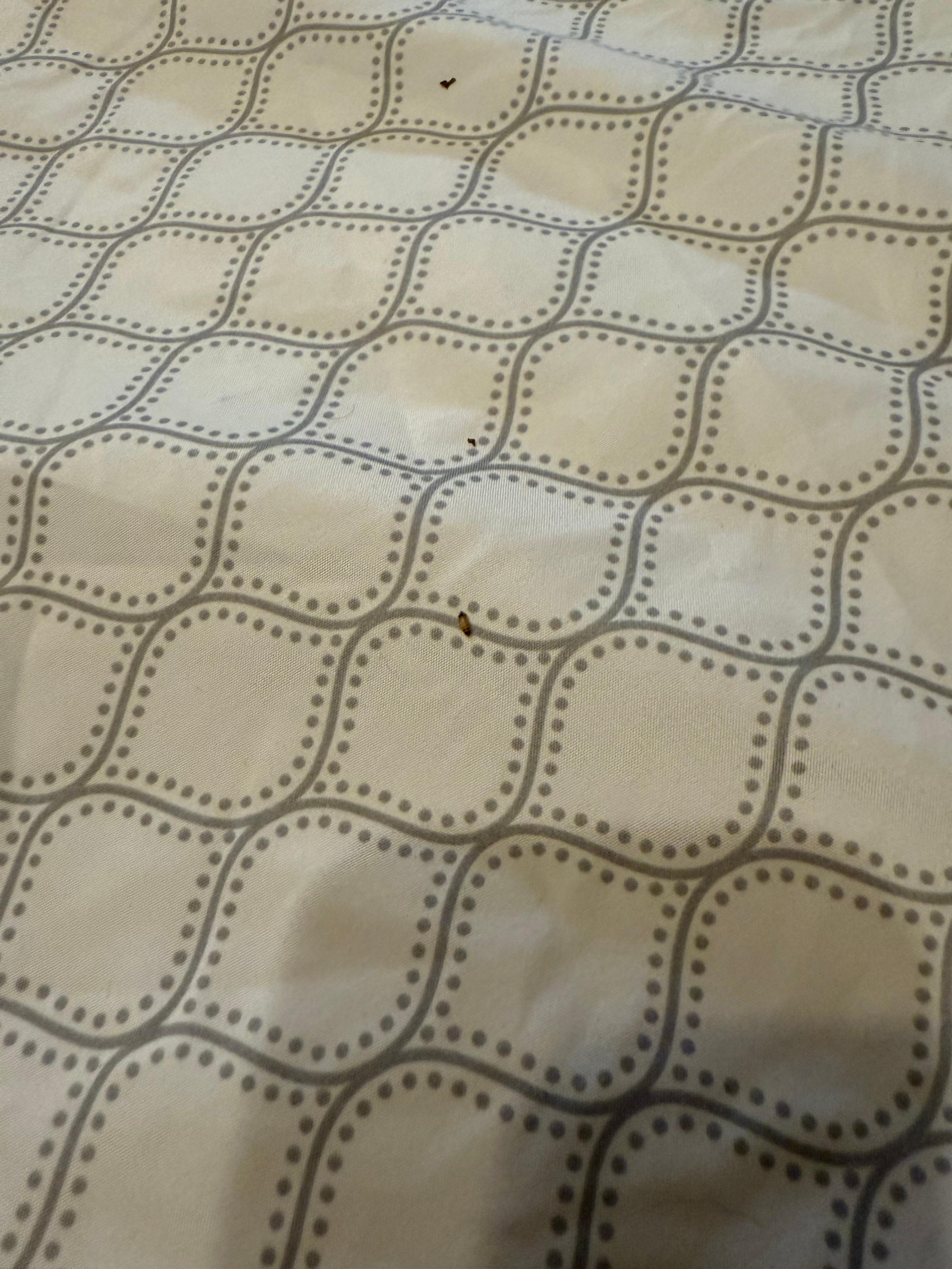 Bugs found between sheets of bed