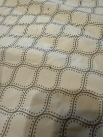 Bugs found between sheets of bed