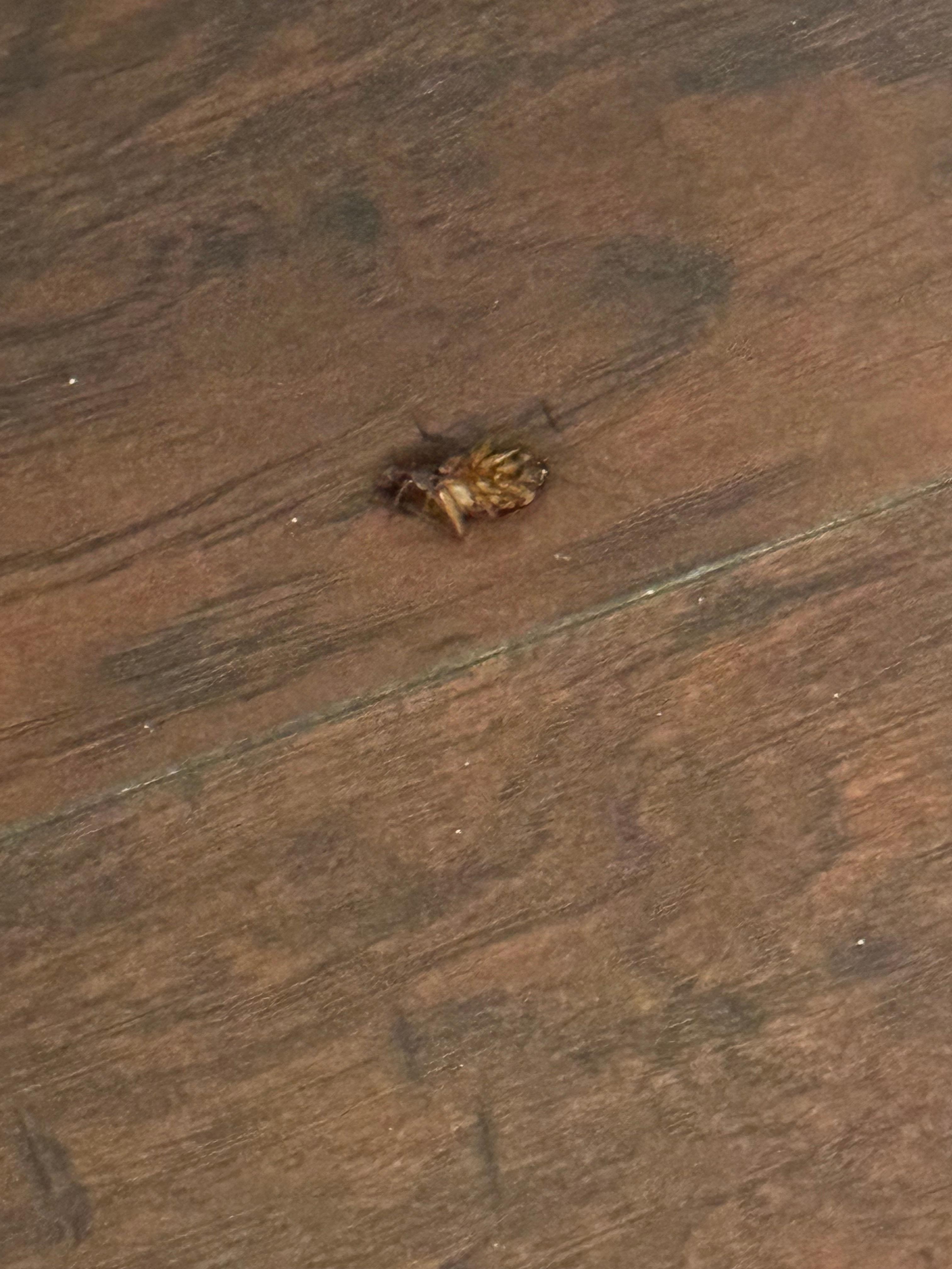 Moving roach upon arrival 