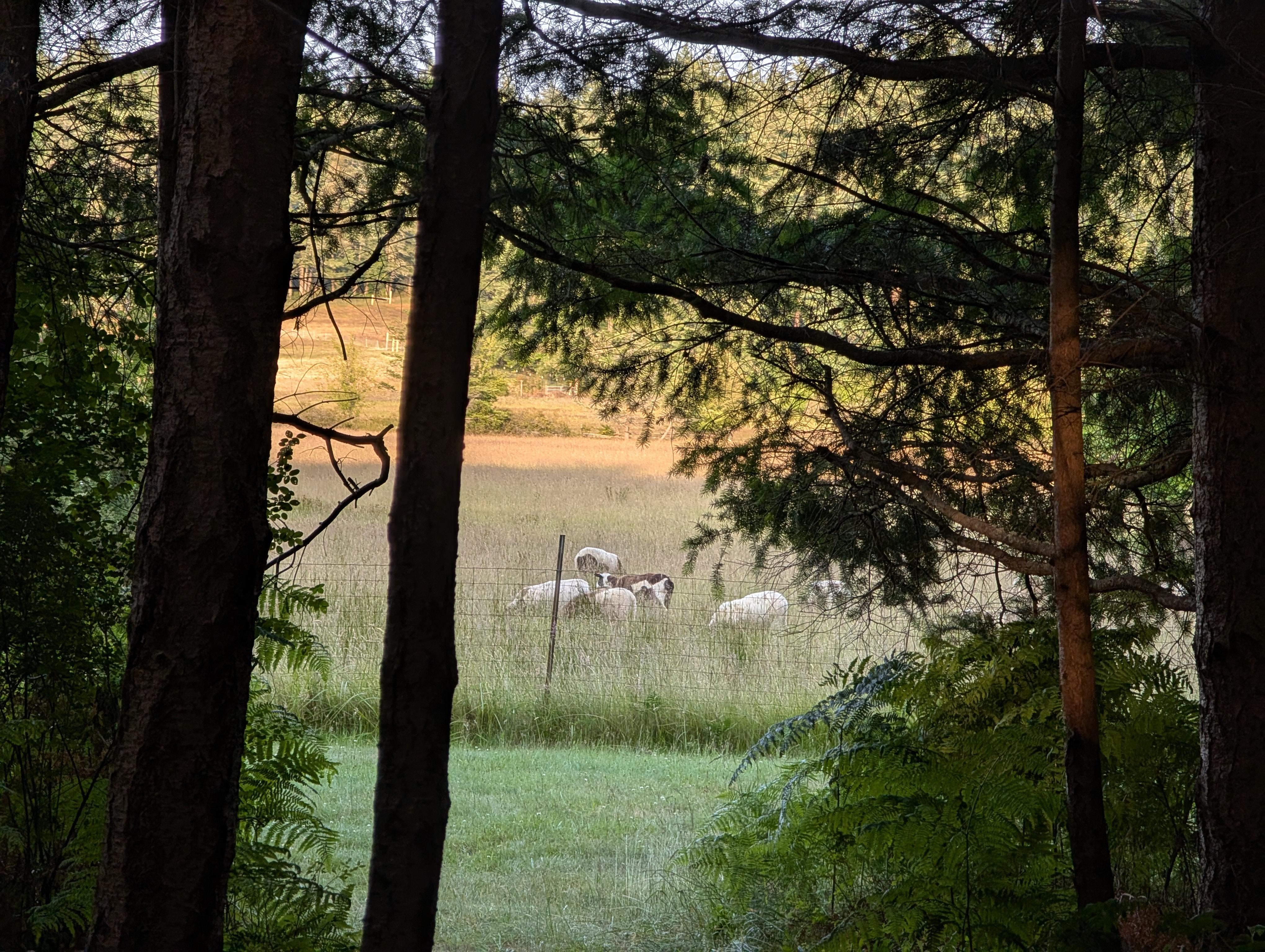 The view directly from our wall tent!