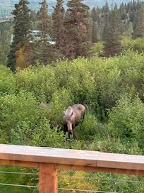 Moose outside