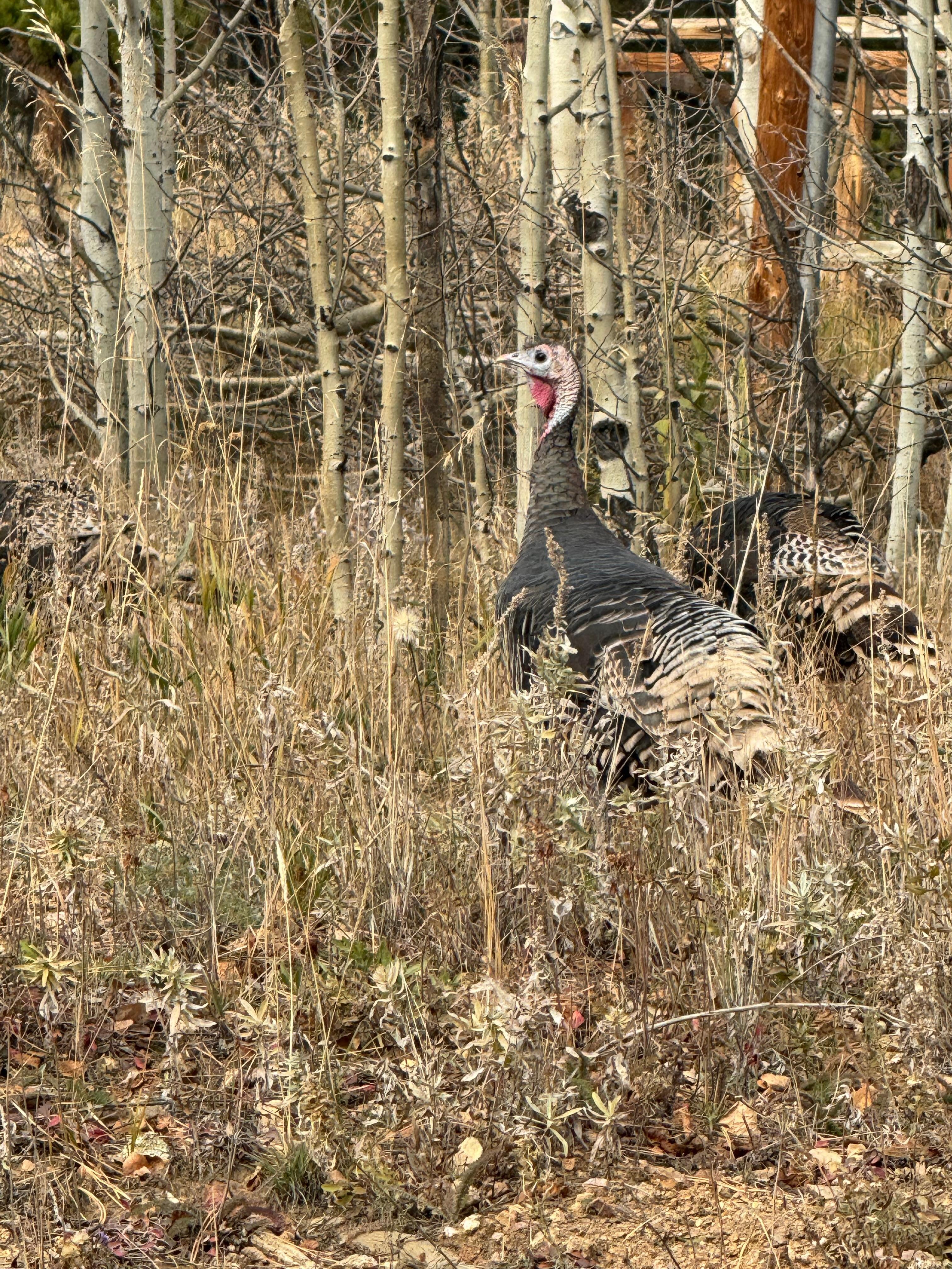 Giant turkeys just wandering around 