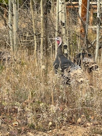 Giant turkeys just wandering around
