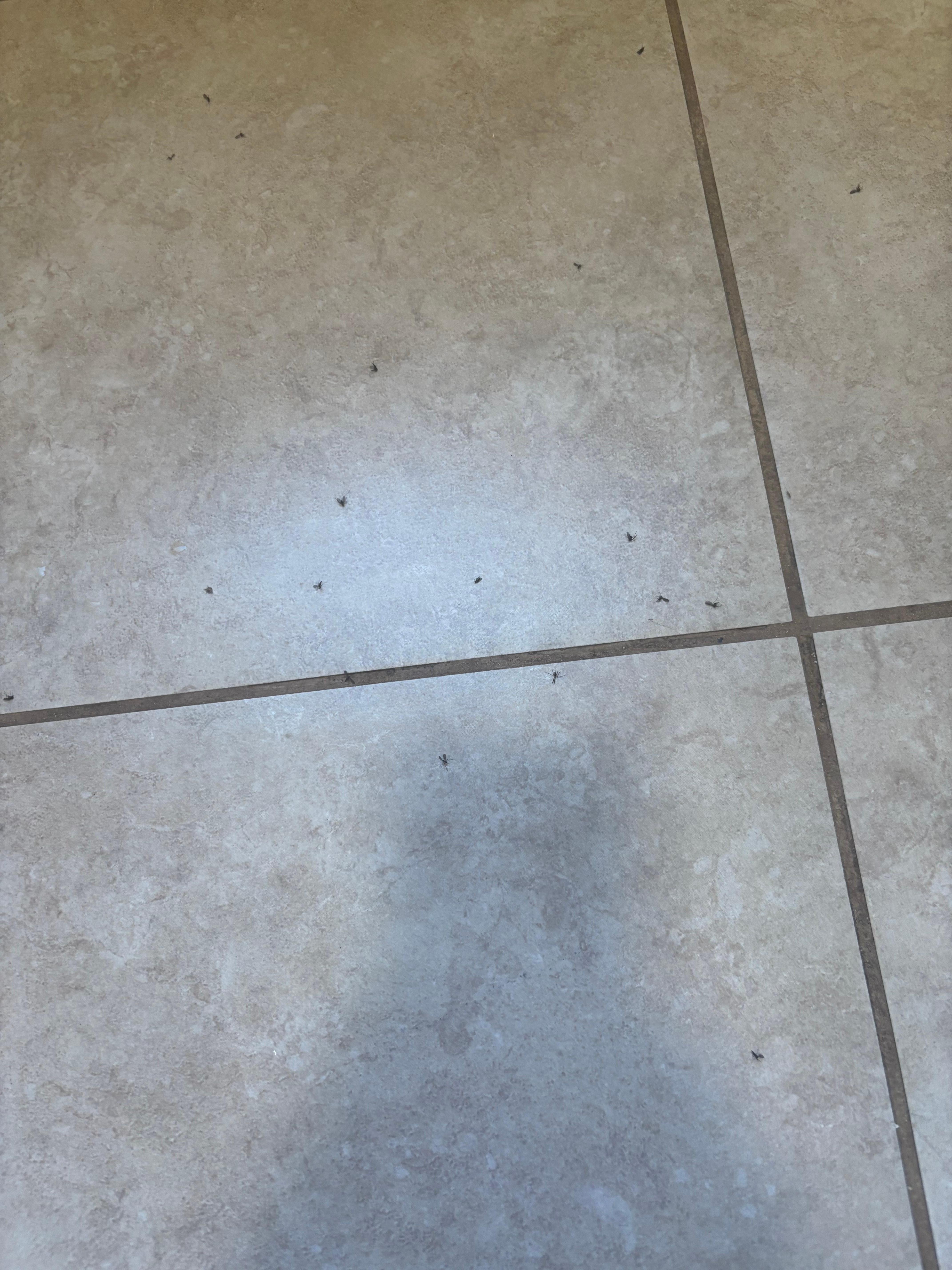 Bugs all over floor