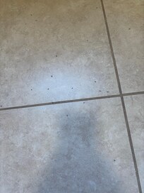 Bugs all over floor