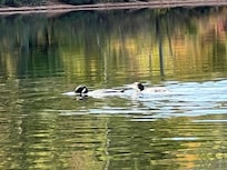 Loons on the lake