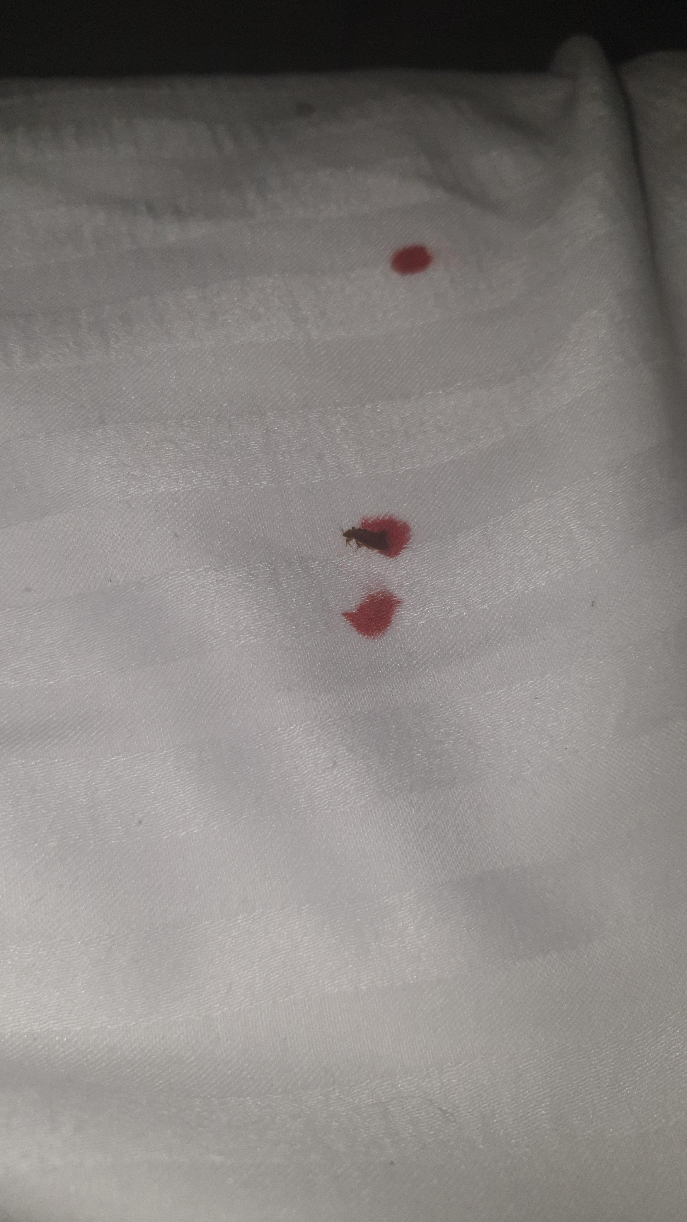 Found this in the morning of my departure. I was glad to be leaving the morning I found this.