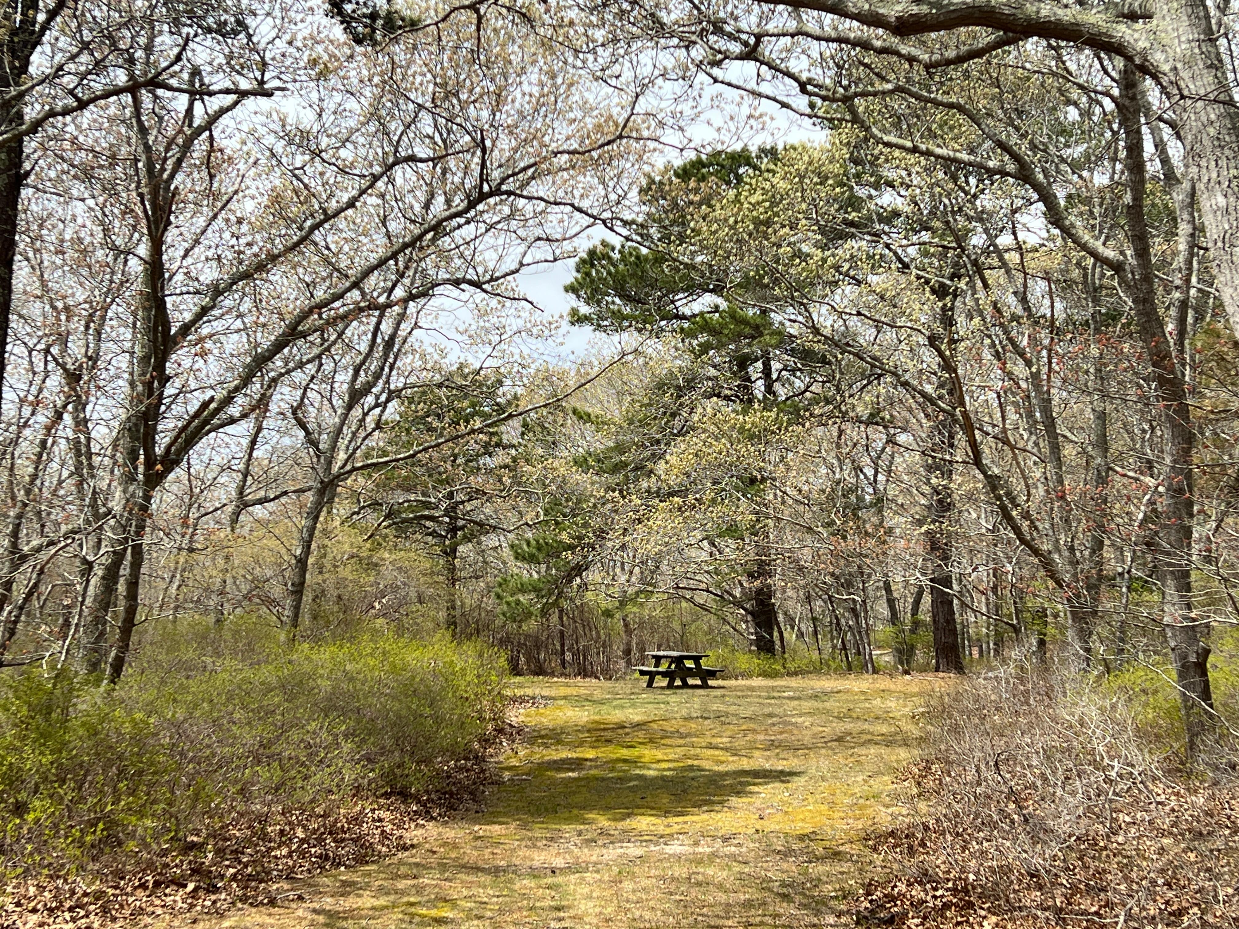 Felix neck area 