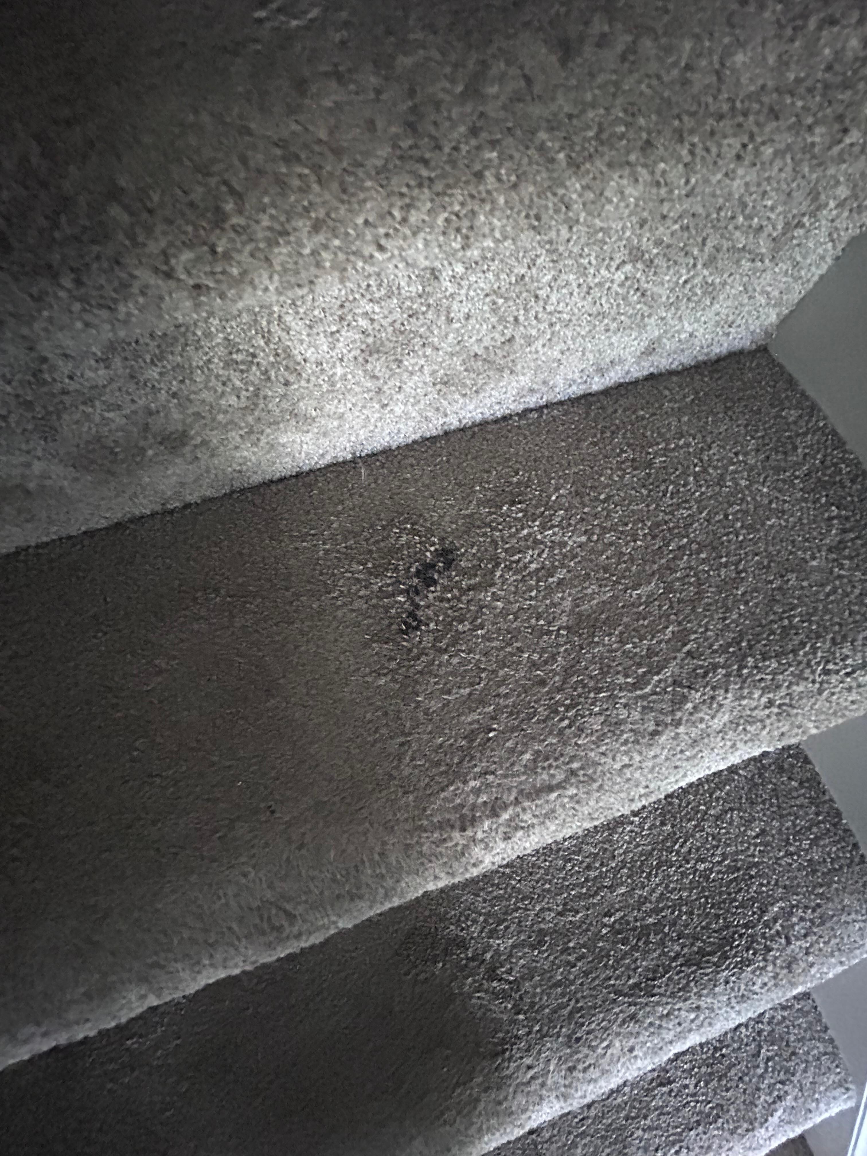 Stains on carpet 