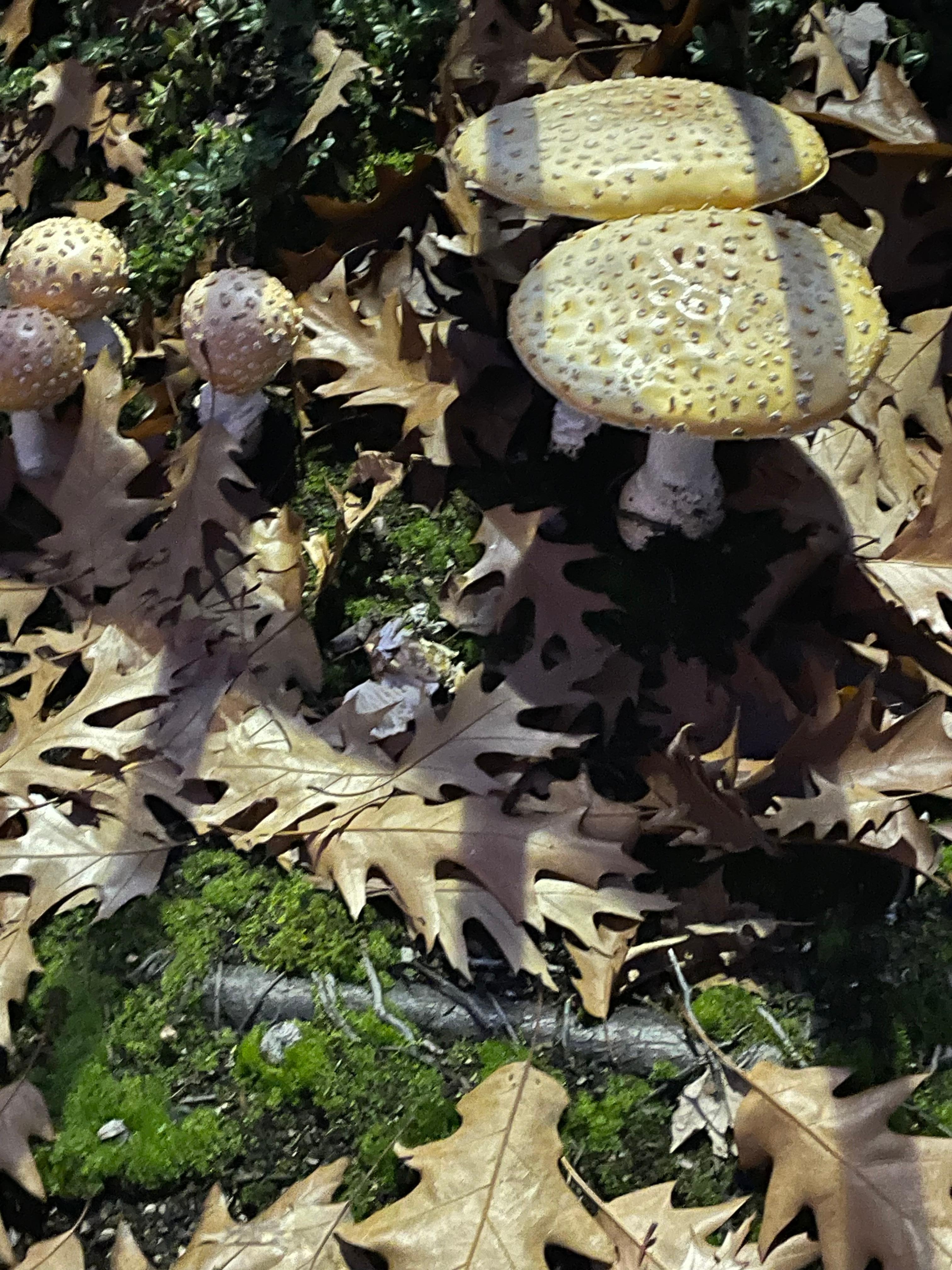 We went for an evening walk several times around the parking lot and saw these beautiful mushrooms!! 
