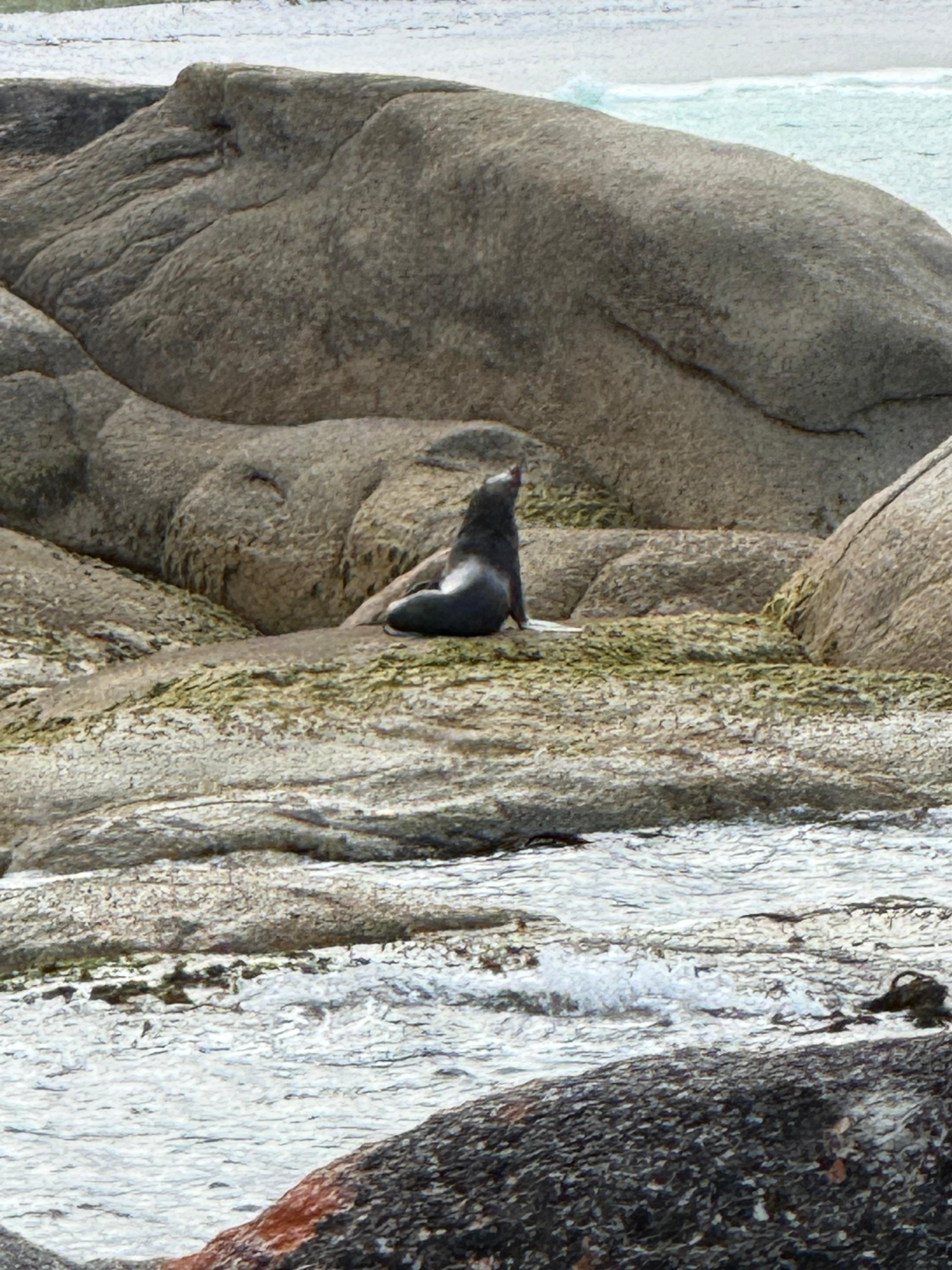 A local seal enjoying the sun