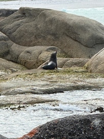 A local seal enjoying the sun
