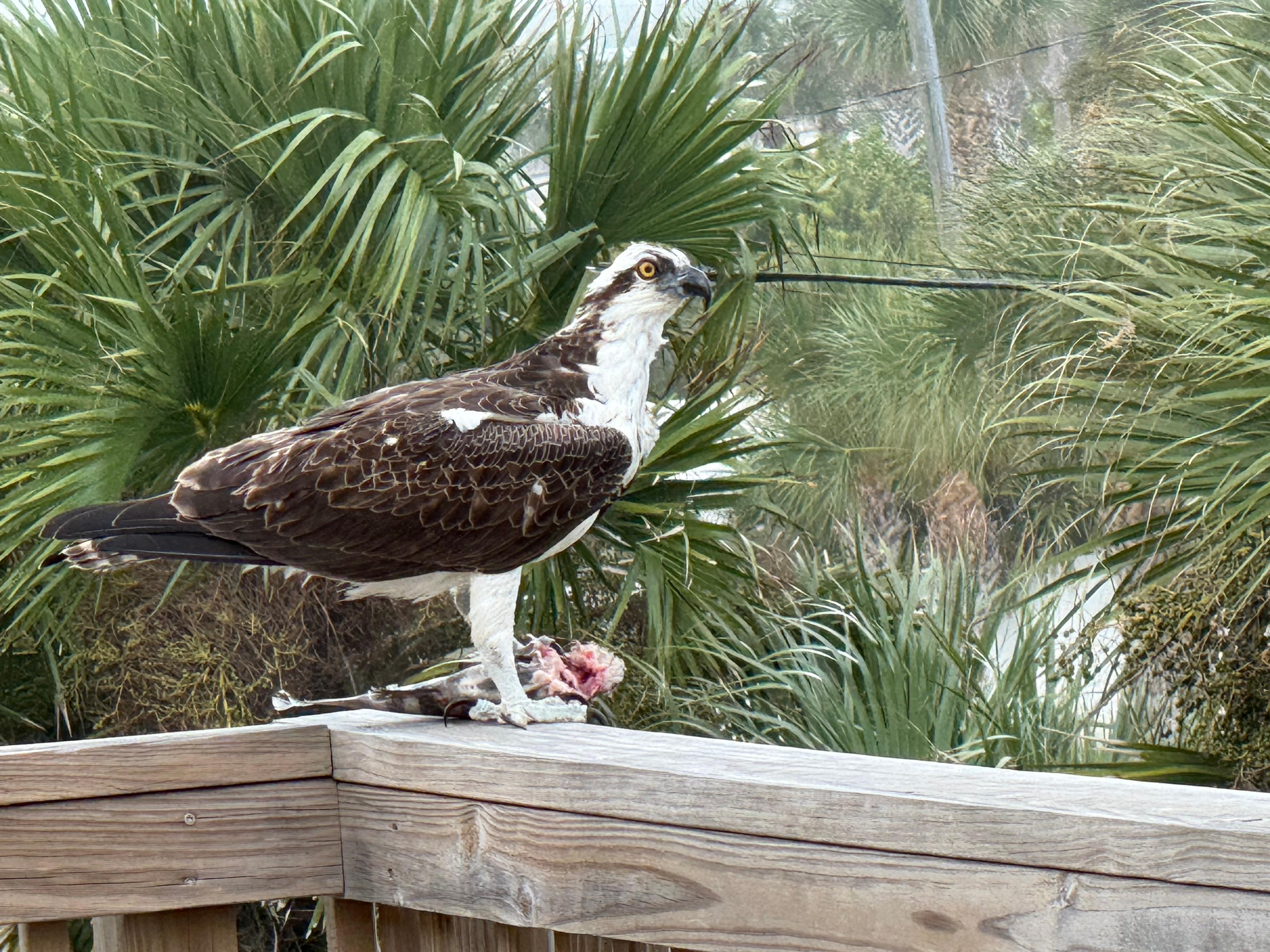 Local wildlife on the deck