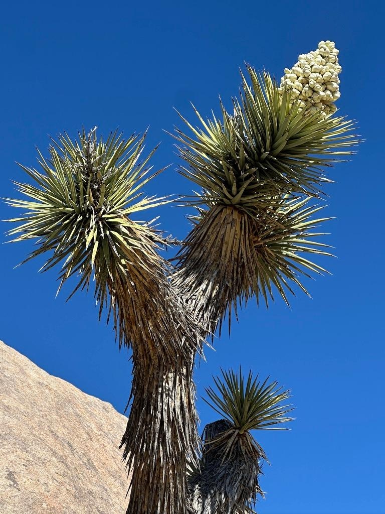 The Joshua trees are in bloom. After a little Google search, it says they are a member of the asparagus family. Who knew!