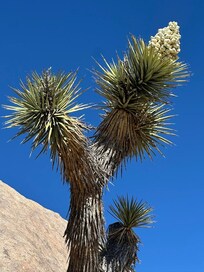 The Joshua trees are in bloom. After a little Google search, it says they are a member of the asparagus family. Who knew!