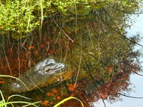 Alabama Gulf State Park