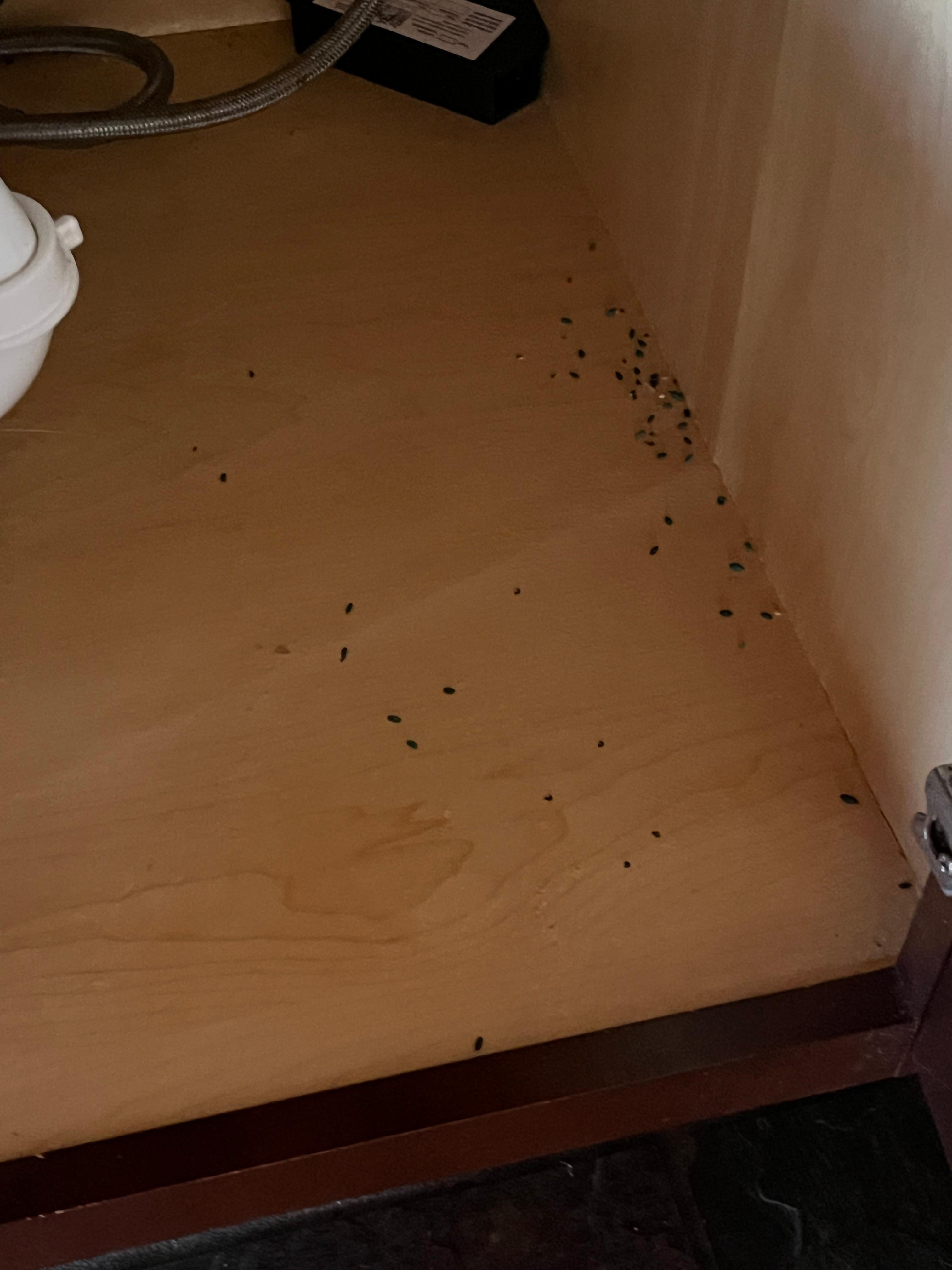 Mice dropping under sink in kitchen 