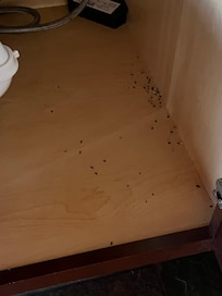 Mice dropping under sink in kitchen