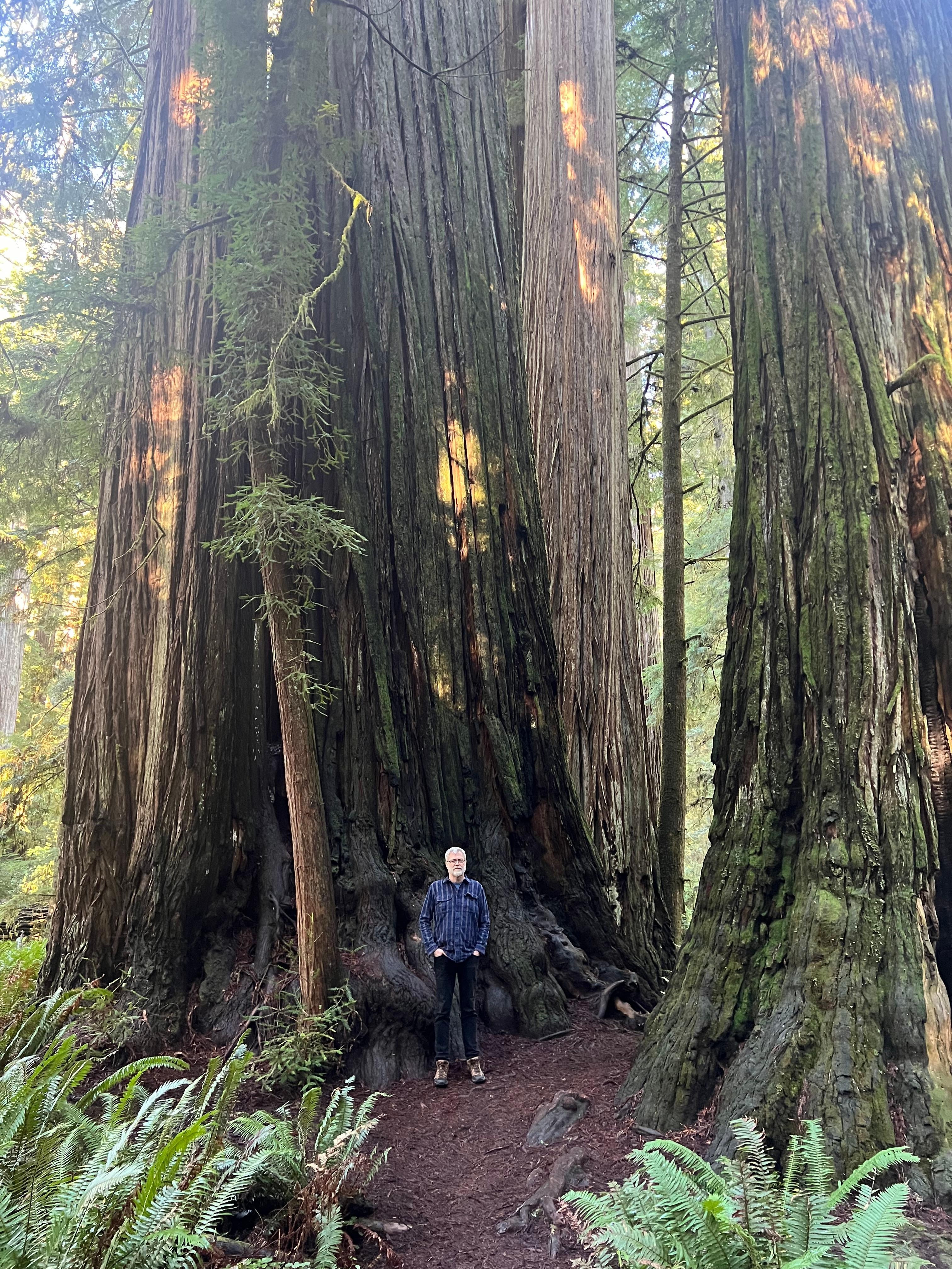 Just a few minutes away, fantastic flat walk through old growth redwoods 