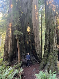 Just a few minutes away, fantastic flat walk through old growth redwoods