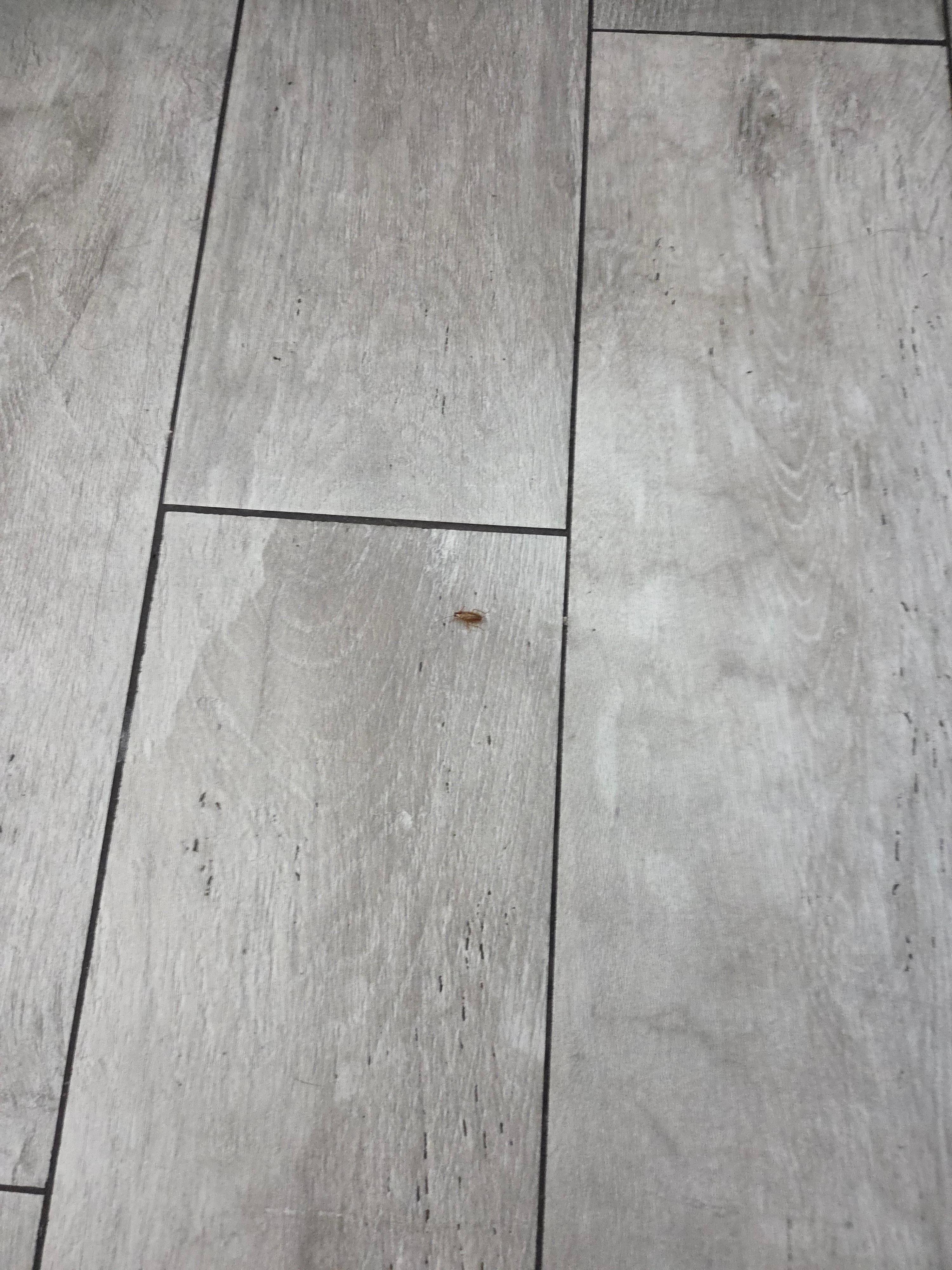 Roach on the flyer floor the following morning