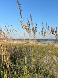 Sea oats!