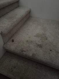 Stained carpet