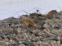 Bed Bugs