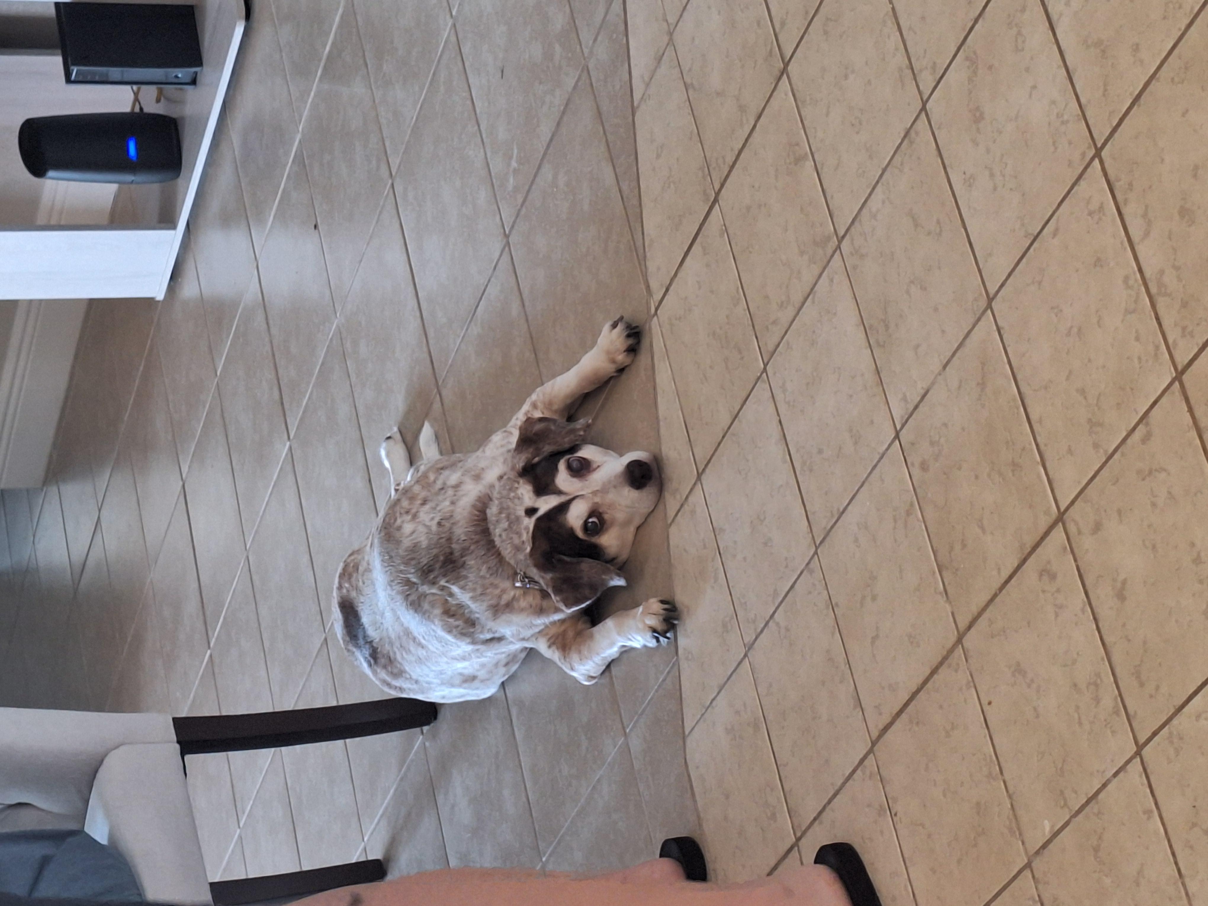 My pup resting after a hard day of play. This house was very pup friendly!!