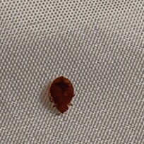 Bed bug in room 418