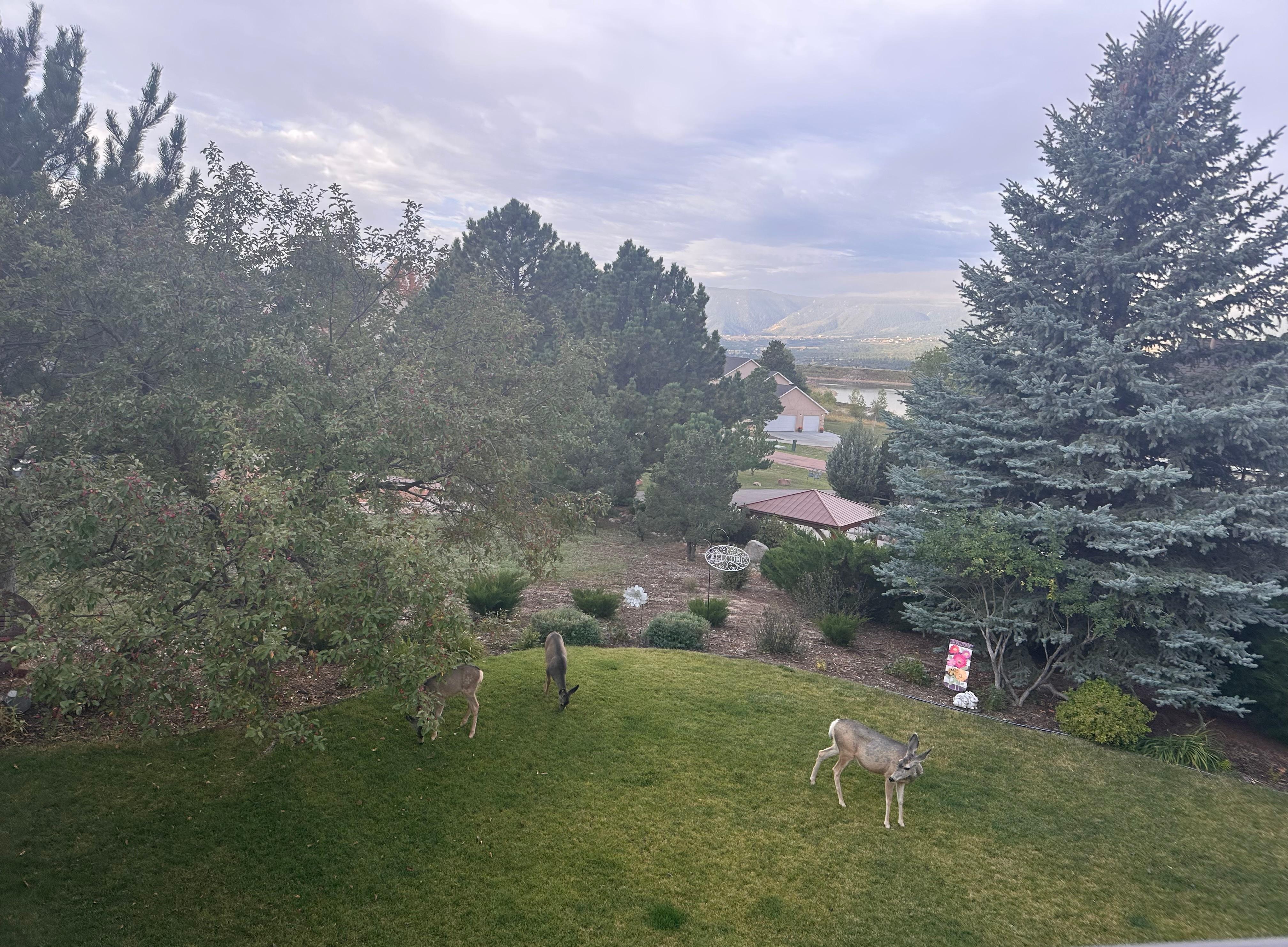 The view from the deck was incredible (and we enjoyed the 4-legged visitors as well). 