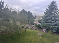 The view from the deck was incredible (and we enjoyed the 4-legged visitors as well).