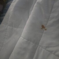 Dirty bedding