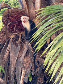Capuchin monkey