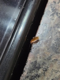 They are all over the kitchen and infested in the keurig. I had to remove the coffee maker from the house and keep it outside our entire stay