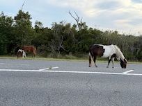 Assateague state park