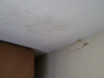 Mold in other corner and ceiling.